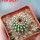 UEBELMANNIA pectinifera var. horrida RNK 31 (HU 550), type form, 5 cm pot, SEEDLING