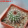 UEBELMANNIA pectinifera var. horrida RNK 31 (HU 550), type form, 5 cm pot, SEEDLING