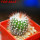 UEBELMANNIA pectinifera var. horrida RNK 31 (HU 550), type form, 5 cm pot, SEEDLING