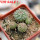 STROMBOCACTUS corregidorae VM 974, 6 cm pot, 4 pcs. SEEDLINGS 