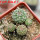 STROMBOCACTUS corregidorae VM 974, 6 cm pot, 4 pcs. SEEDLINGS 