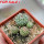 STROMBOCACTUS corregidorae VM 974, 6 cm pot, 4 pcs. SEEDLINGS 