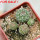 STROMBOCACTUS corregidorae VM 974, 6 cm pot, 4 pcs. SEEDLINGS 