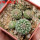 STROMBOCACTUS corregidorae VM 974, 6 cm pot, 4 pcs. SEEDLINGS 