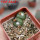 BLOSSFELDIA liliputana, 6 cm pot, double headed SEEDLING + SEEDS