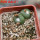 BLOSSFELDIA liliputana, 6 cm pot, double headed SEEDLING + SEEDS
