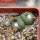 BLOSSFELDIA liliputana, 6 cm pot, double headed SEEDLING + SEEDS