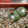 BLOSSFELDIA liliputana, 6 cm pot, double headed SEEDLING + SEEDS