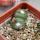 BLOSSFELDIA liliputana, 6 cm pot, double headed SEEDLING + SEEDS