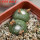 BLOSSFELDIA liliputana, 6 cm pot, double headed SEEDLING + SEEDS