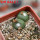 BLOSSFELDIA liliputana, 6 cm pot, double headed SEEDLING + SEEDS