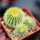 UEBELMANNIA pectinifera var. eriocactoides RNK 78 (type form), 3 pcs. SEEDLINGS, one 5 cm pot