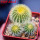UEBELMANNIA pectinifera var. eriocactoides RNK 78 (type form), 3 pcs. SEEDLINGS, one 5 cm pot