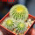 UEBELMANNIA pectinifera var. eriocactoides RNK 78 (type form), 3 pcs. SEEDLINGS, one 5 cm pot