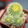 UEBELMANNIA pectinifera var. eriocactoides RNK 78 (type form), 3 pcs. SEEDLINGS, one 5 cm pot