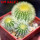 UEBELMANNIA pectinifera var. eriocactoides RNK 78 (type form), 3 pcs. SEEDLINGS, one 5 cm pot