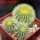 UEBELMANNIA pectinifera var. eriocactoides RNK 78 (type form), 3 pcs. SEEDLINGS, one 5 cm pot