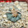 AZTEKIUM ritteri, 1 pcs. 2,2 cm + SEEDS, one 5 cm pot, SEEDLING