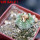 AZTEKIUM ritteri, 1 pcs. 2,2 cm + SEEDS, one 5 cm pot, SEEDLING