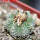 AZTEKIUM ritteri, 1 pcs. 2,2 cm + SEEDS, one 5 cm pot, SEEDLING