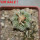 AZTEKIUM ritteri, 1 pcs. 2,2 cm + SEEDS, one 5 cm pot, SEEDLING