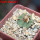 AZTEKIUM ritteri, 1 pcs. 2 cm + SEEDS, one 5 cm pot, SEEDLING