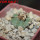 AZTEKIUM ritteri, 1 pcs. 2 cm + SEEDS, one 5 cm pot, SEEDLING