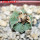 AZTEKIUM ritteri, 1 pcs. 2 cm + SEEDS, one 5 cm pot, SEEDLING
