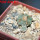 AZTEKIUM ritteri, 2 pcs. 1,7cm + SEEDS, one 5 cm pot, SEEDLINGS