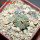 AZTEKIUM ritteri, 2 pcs. 1,7cm + SEEDS, one 5 cm pot, SEEDLINGS