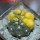GYMNOCALYCIUM spegazzinii var. unguispinum SL 44b x vatteri f. unguispinum 