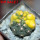 GYMNOCALYCIUM spegazzinii var. unguispinum SL 44b x vatteri f. unguispinum 