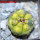 GYMNOCALYCIUM spegazzinii var. unguispinum SL 44b x vatteri f. unguispinum f. variegate 