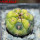 GYMNOCALYCIUM spegazzinii var. unguispinum SL 44b x vatteri f. unguispinum f. variegate 