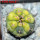 GYMNOCALYCIUM spegazzinii var. unguispinum SL 44b x vatteri f. unguispinum f. variegate 