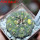 GYMNOCALYCIUM spegazzinii var. unguispinum SL 44b x vatteri f. unguispinum f. variegate 