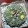 GYMNOCALYCIUM spegazzinii var. unguispinum SL 44b x vatteri f. unguispinum f. variegate 