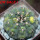 GYMNOCALYCIUM spegazzinii var. unguispinum SL 44b x vatteri f. unguispinum f. variegate 