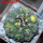 GYMNOCALYCIUM spegazzinii var. unguispinum SL 44b x vatteri f. unguispinum f. variegate 