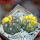 GYMNOCALYCIUM spegazzinii var. unguispinum SL 44b x vatteri f. unguispinum f. variegate 