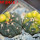 GYMNOCALYCIUM spegazzinii var. unguispinum SL 44b x vatteri f. unguispinum f. variegate 
