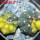 GYMNOCALYCIUM spegazzinii var. unguispinum SL 44b x vatteri f. unguispinum f. variegate 