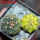 GYMNOCALYCIUM spegazzinii var. unguispinum SL 44b x vatteri f. unguispinum f. variegate 