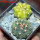 GYMNOCALYCIUM spegazzinii var. unguispinum SL 44b x vatteri f. unguispinum f. variegate 