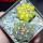 GYMNOCALYCIUM spegazzinii var. unguispinum SL 44b x vatteri f. unguispinum f. variegate 