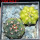 GYMNOCALYCIUM spegazzinii var. unguispinum SL 44b x vatteri f. unguispinum f. variegate 