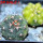 GYMNOCALYCIUM spegazzinii var. unguispinum SL 44b x vatteri f. unguispinum f. variegate 