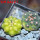 GYMNOCALYCIUM spegazzinii var. unguispinum SL 44b x vatteri f. unguispinum f. variegate 