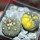 GYMNOCALYCIUM spegazzinii var. unguispinum SL 44b x vatteri f. unguispinum f. variegate 