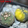 GYMNOCALYCIUM spegazzinii var. unguispinum SL 44b x vatteri f. unguispinum f. variegate 
